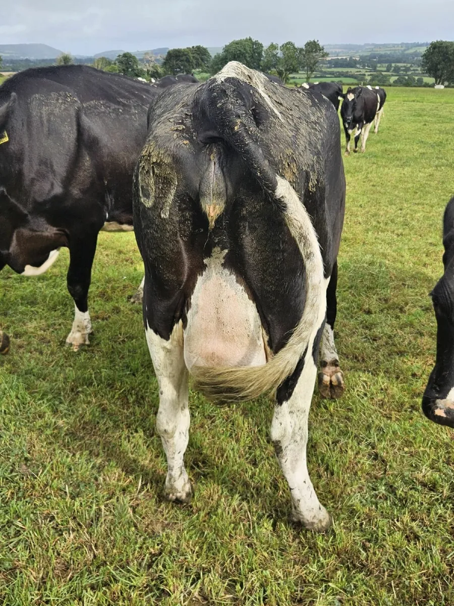 Freshly Calved Heifer - Image 3