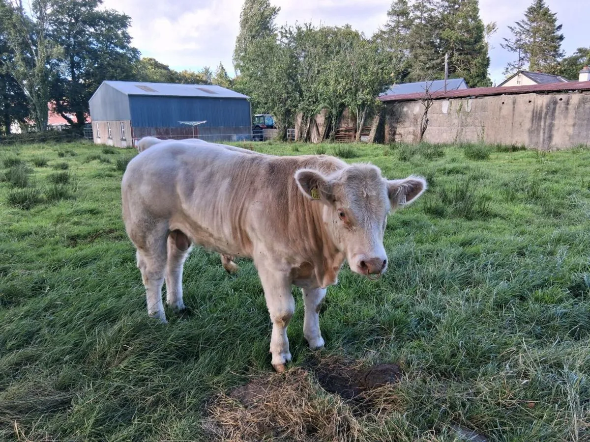 Purebred Charolais Bull - Image 1