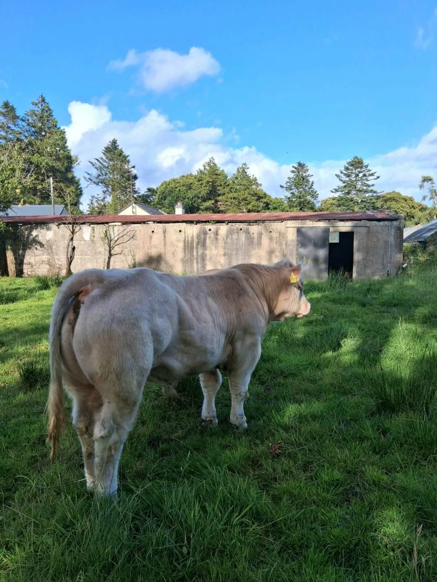 Purebred Charolais Bull - Image 2