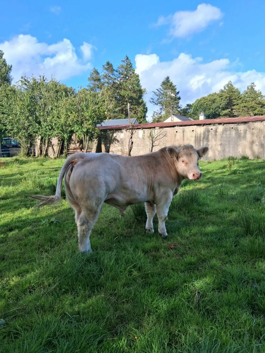 Purebred Charolais Bull - Image 3