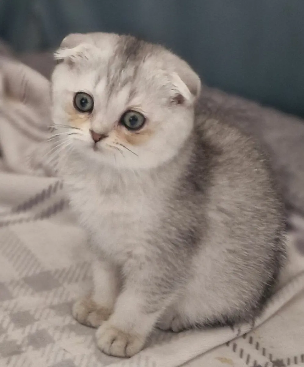 One Scottish fold female left - Image 1