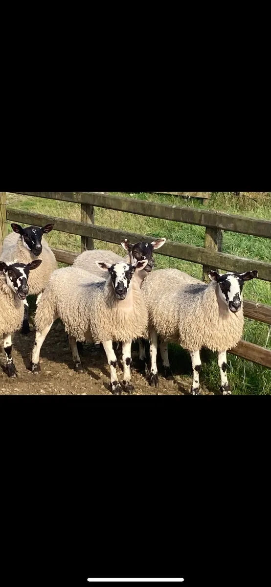 Mule Ewe Lambs - Image 3