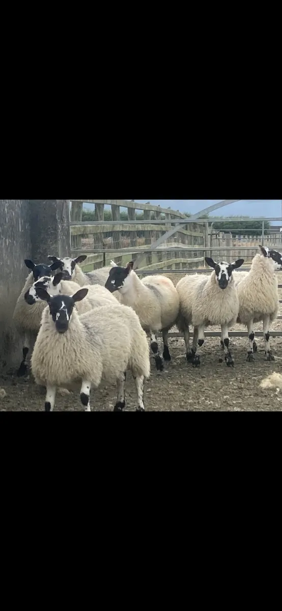 Mule Ewe Lambs - Image 4