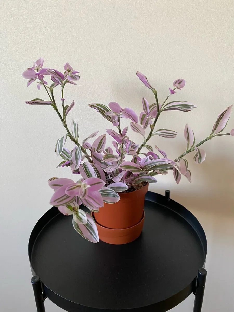 Houseplant 🪴Tradescantia Blossfeldiana Mini Lilac - Image 1