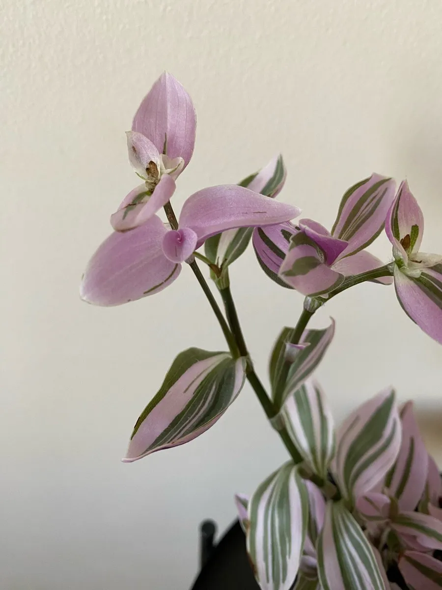 Houseplant 🪴Tradescantia Blossfeldiana Mini Lilac - Image 2