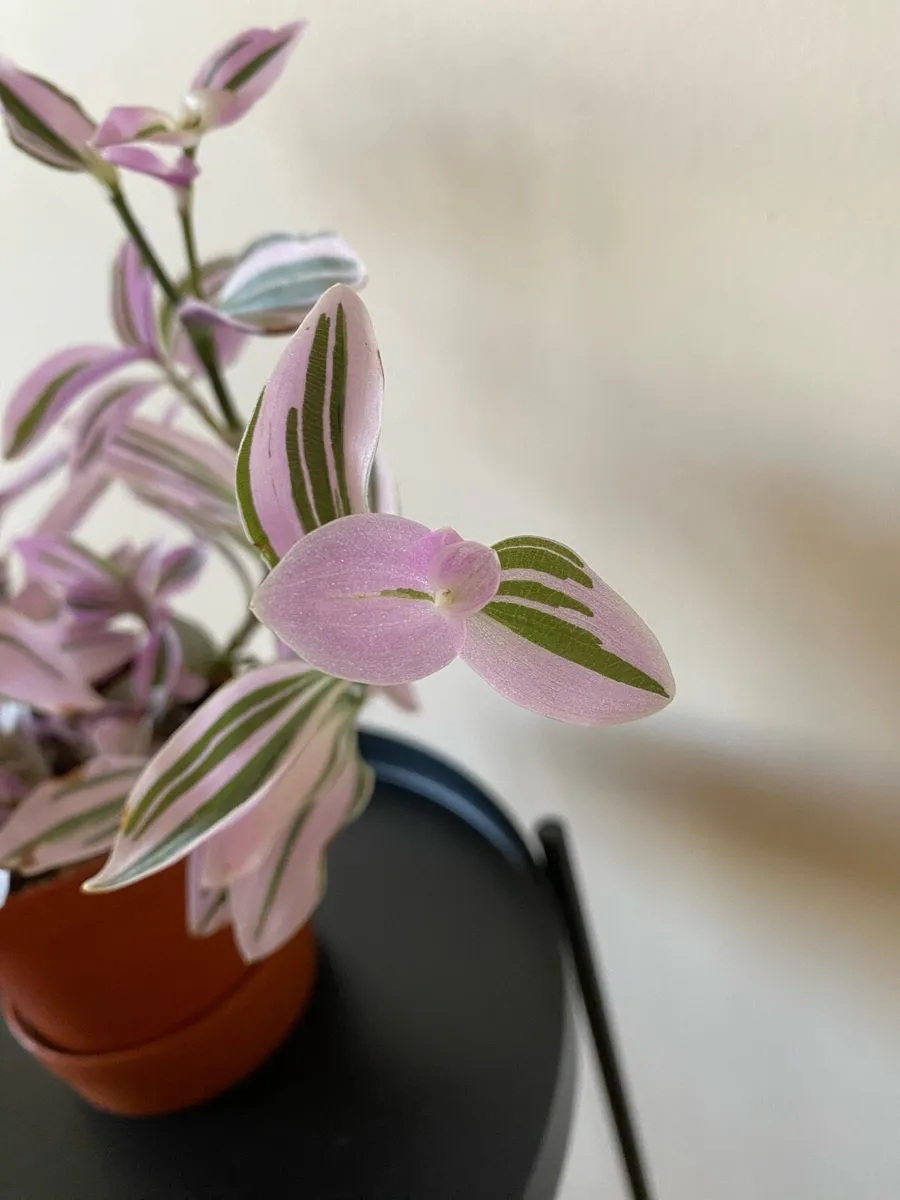 Houseplant 🪴Tradescantia Blossfeldiana Mini Lilac - Image 3