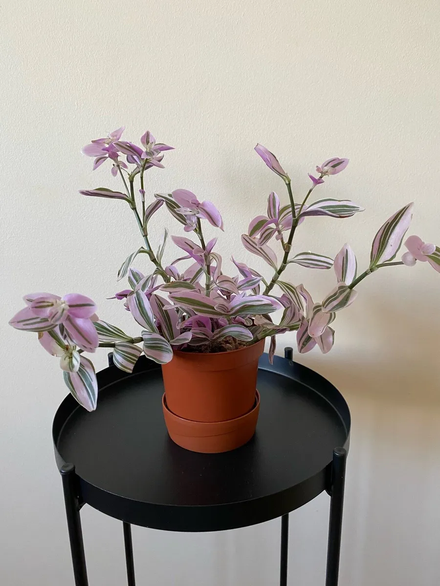 Houseplant 🪴Tradescantia Blossfeldiana Mini Lilac - Image 4
