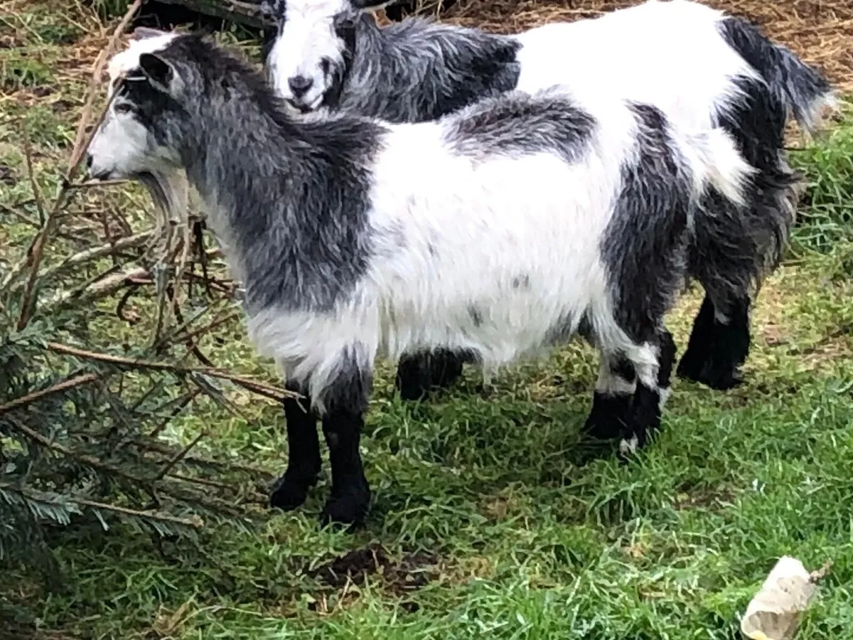 Pygmy Goat Kids - Image 3