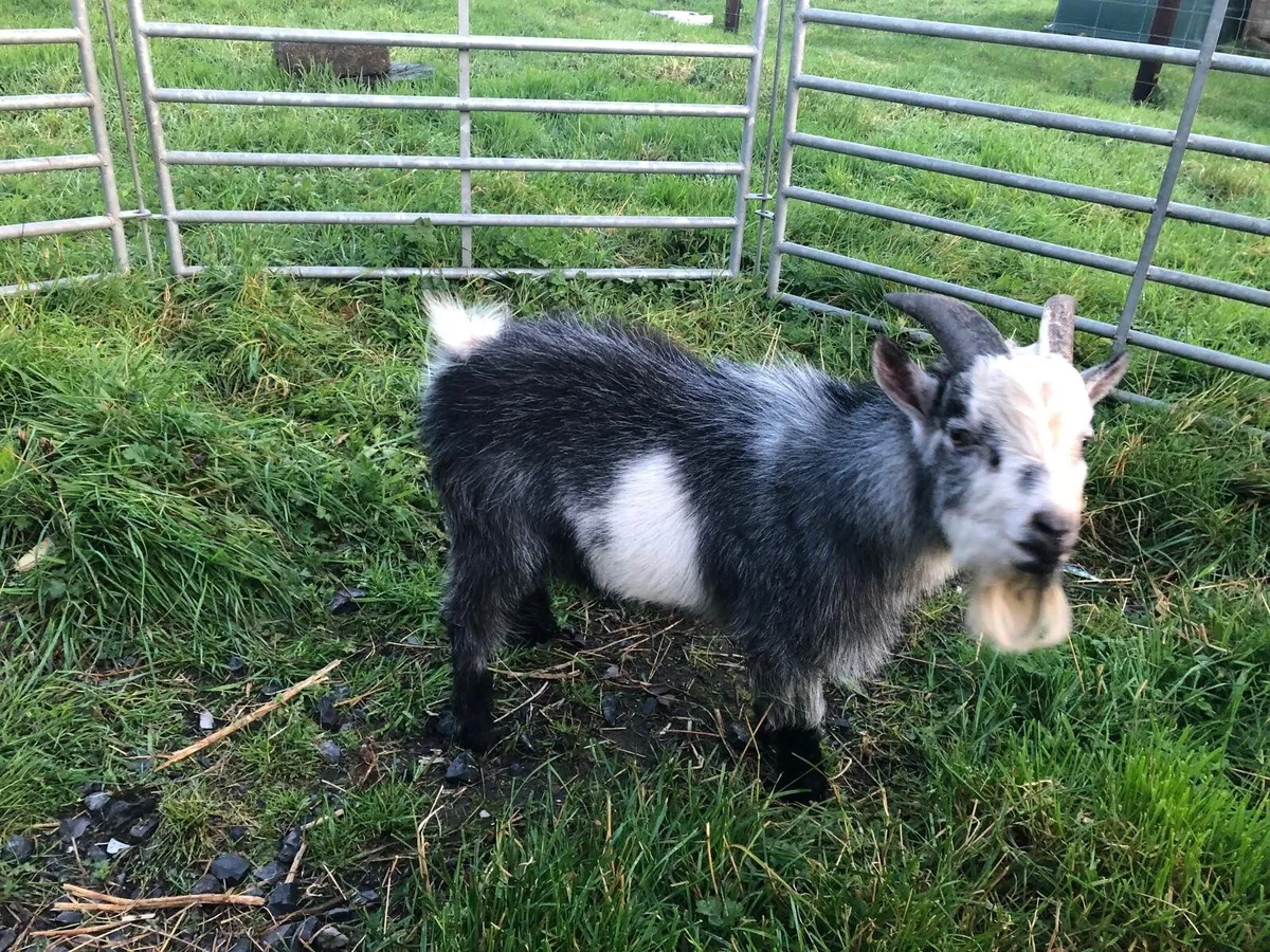 Pygmy Goat Kids - Image 4