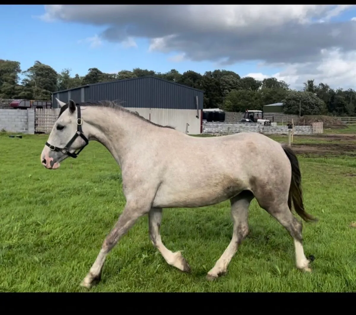 3yearold RID mare. - Image 1