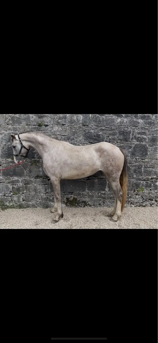 3yearold RID mare. - Image 2