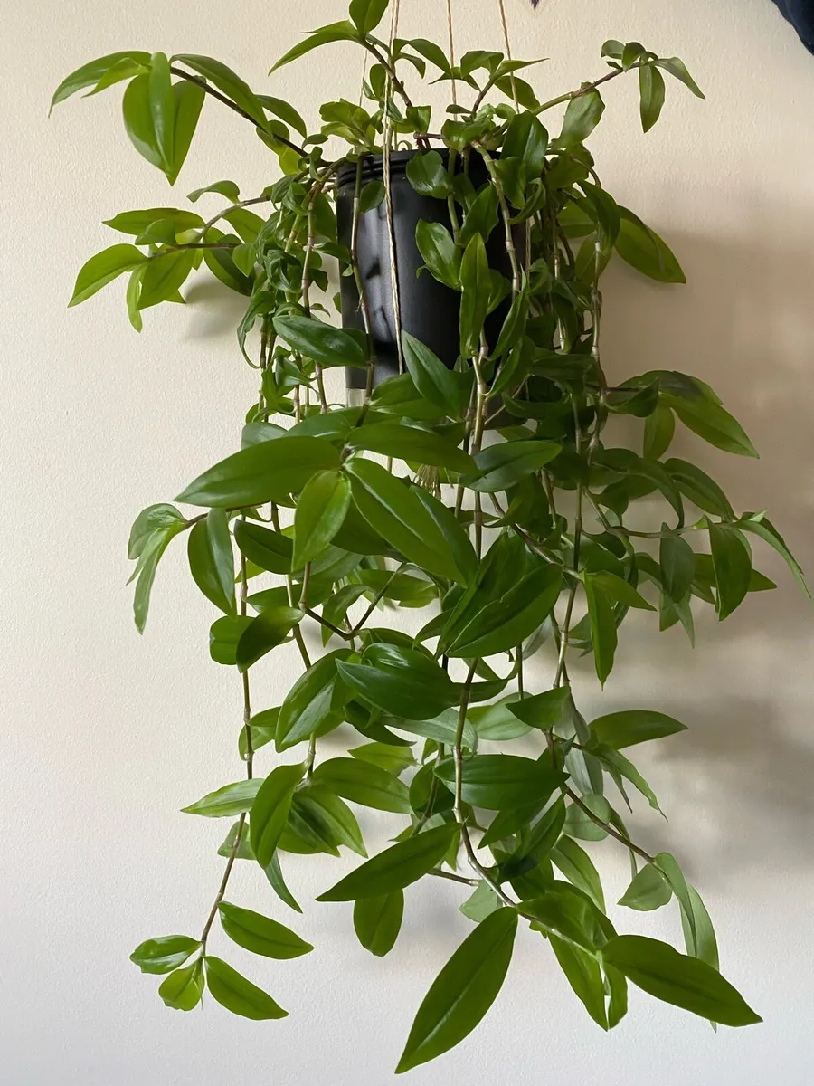 Houseplant 🌱Tradescantia Fluminensis Green Hill - Image 1