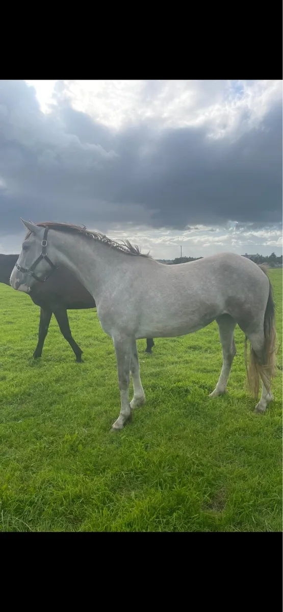 3yearold RID mare. - Image 3