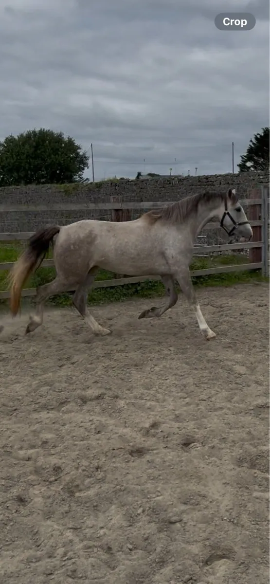 3yearold RID mare. - Image 4