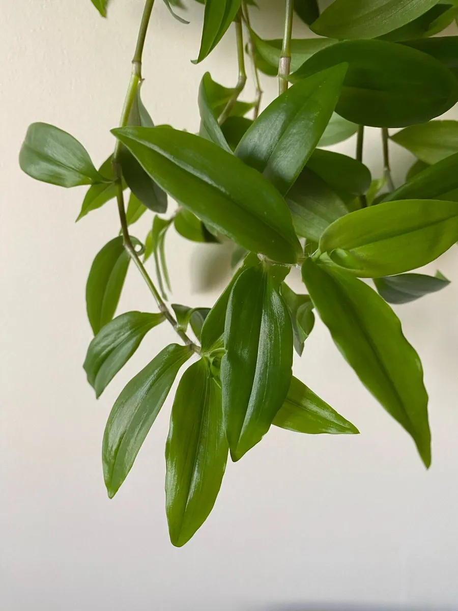Houseplant 🌱Tradescantia Fluminensis Green Hill - Image 2