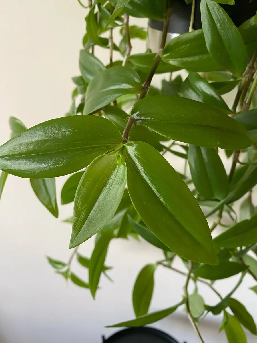 Houseplant 🌱Tradescantia Fluminensis Green Hill - Image 3