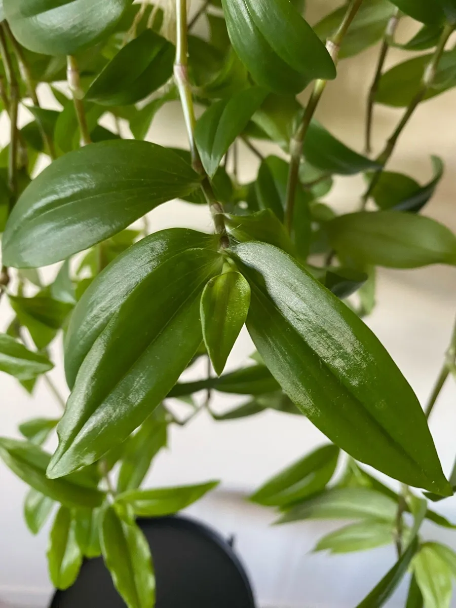Houseplant 🌱Tradescantia Fluminensis Green Hill - Image 4