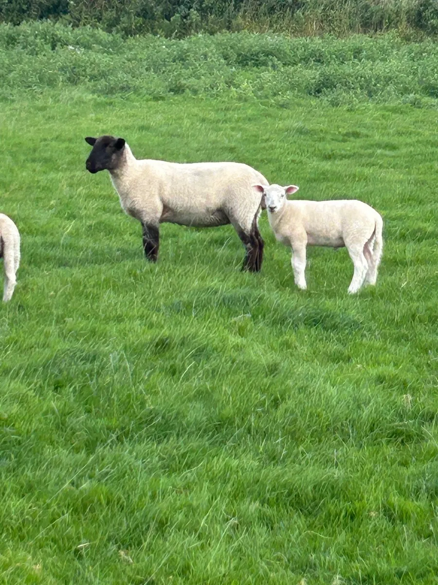 Hoggets with lambs - Image 1