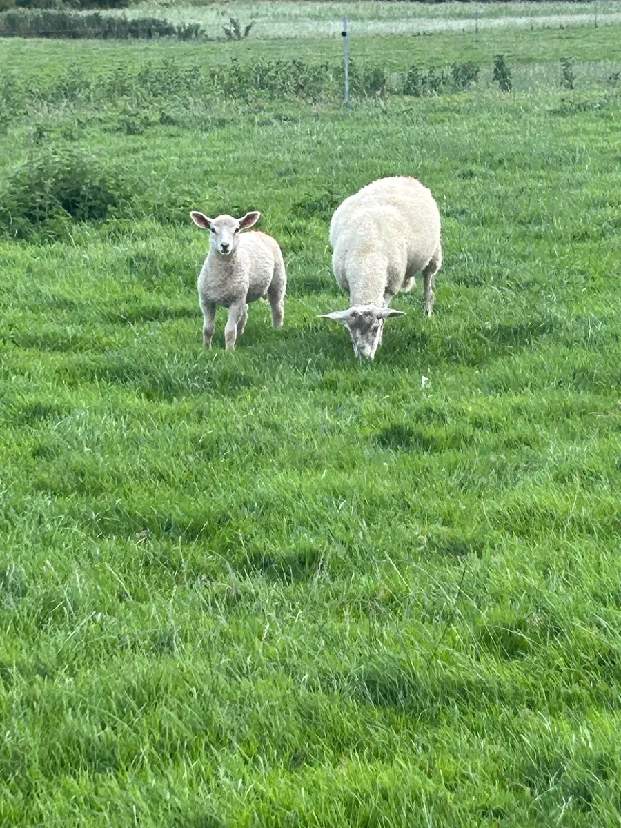 Hoggets with lambs - Image 2
