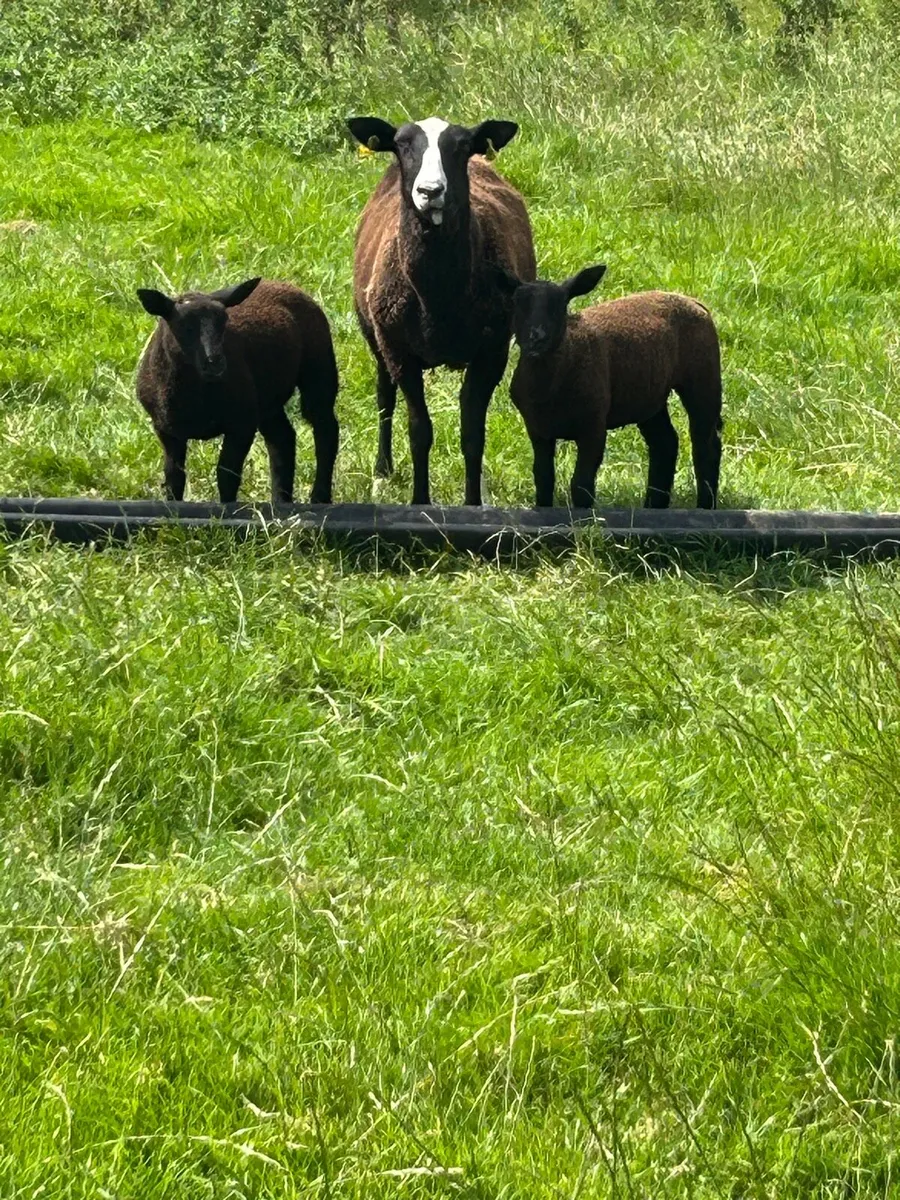 Hoggets with lambs - Image 3