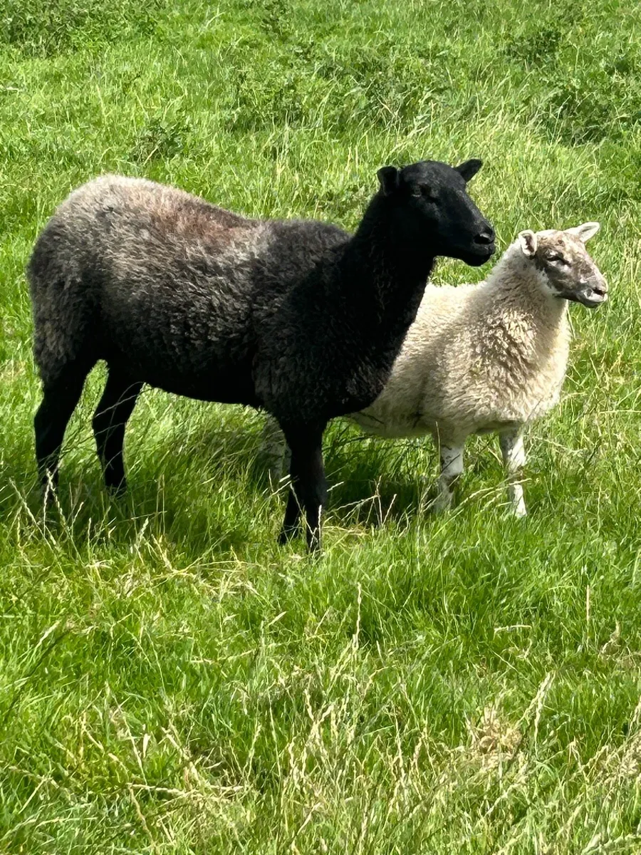 Hoggets with lambs - Image 4