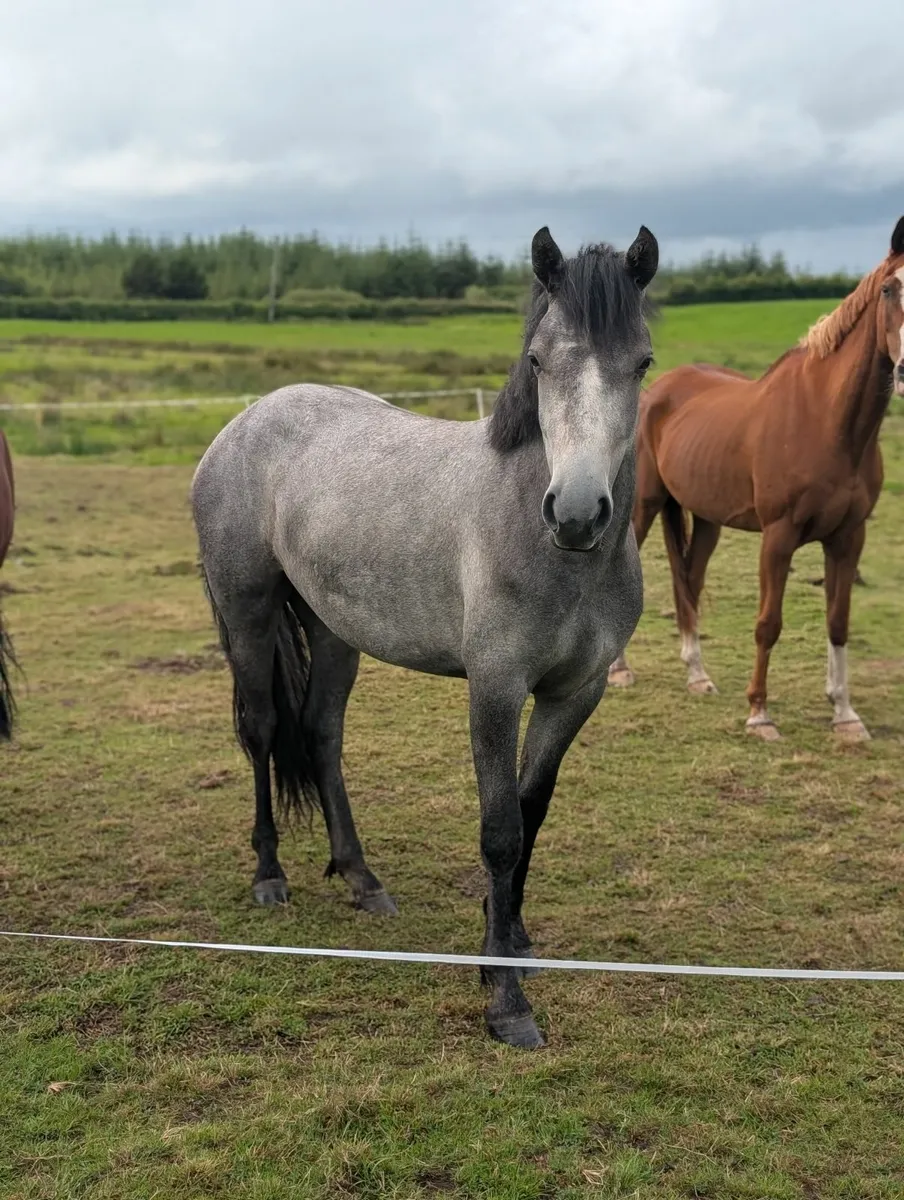Connemara filly - Image 1