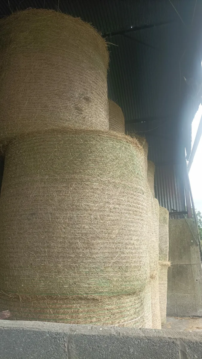 250 Bales of Quality Hay - Image 2