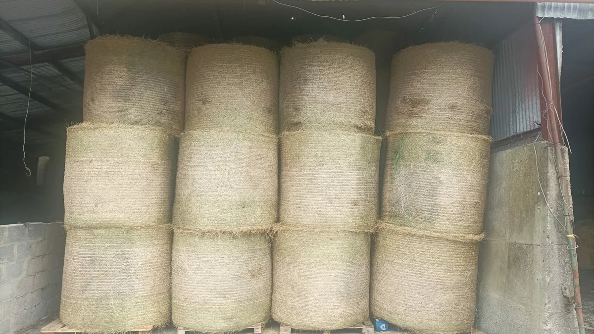 250 Bales of Quality Hay - Image 3