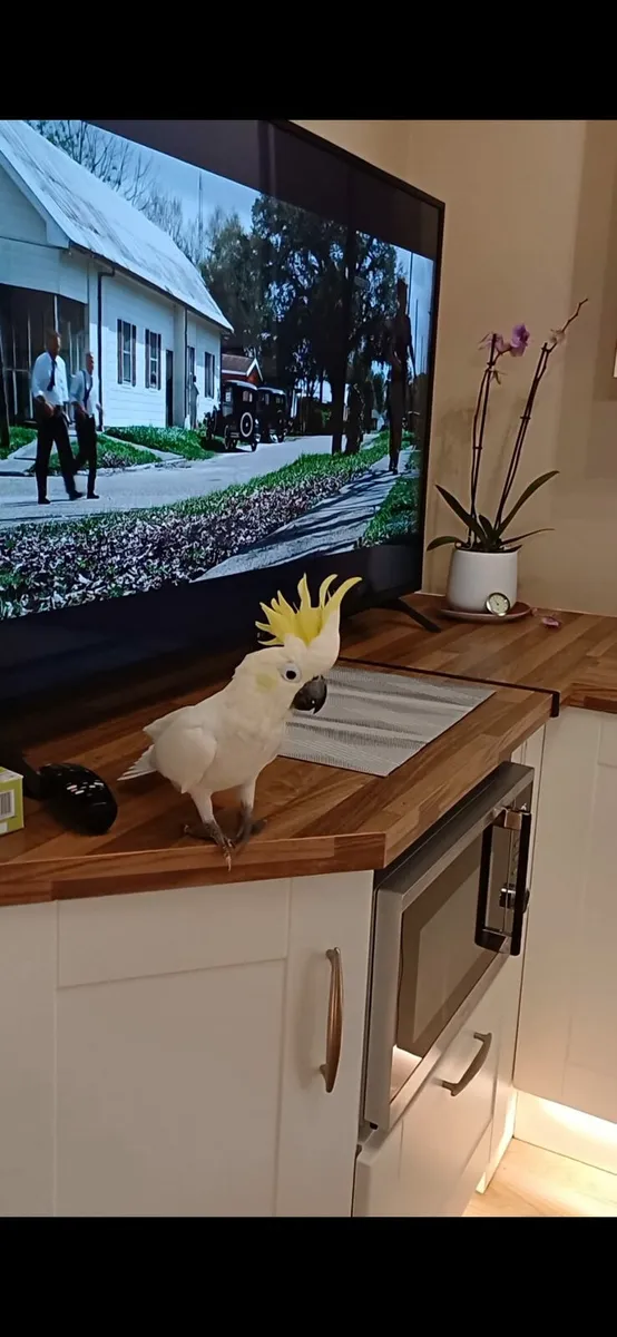 2 cockatoos - Image 1
