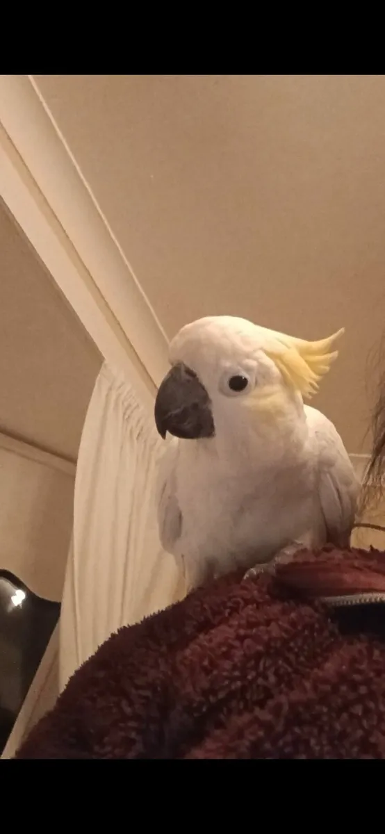 2 cockatoos - Image 2