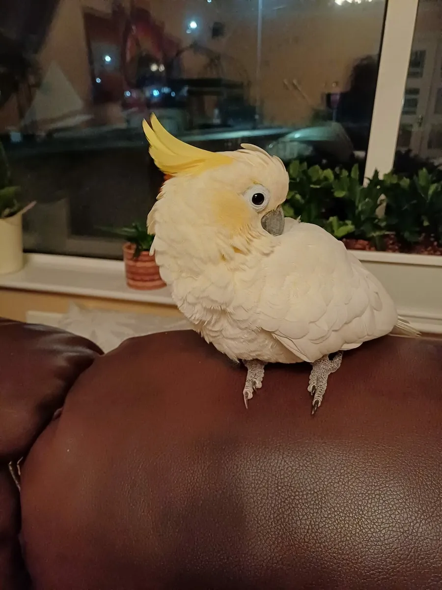 2 cockatoos - Image 3