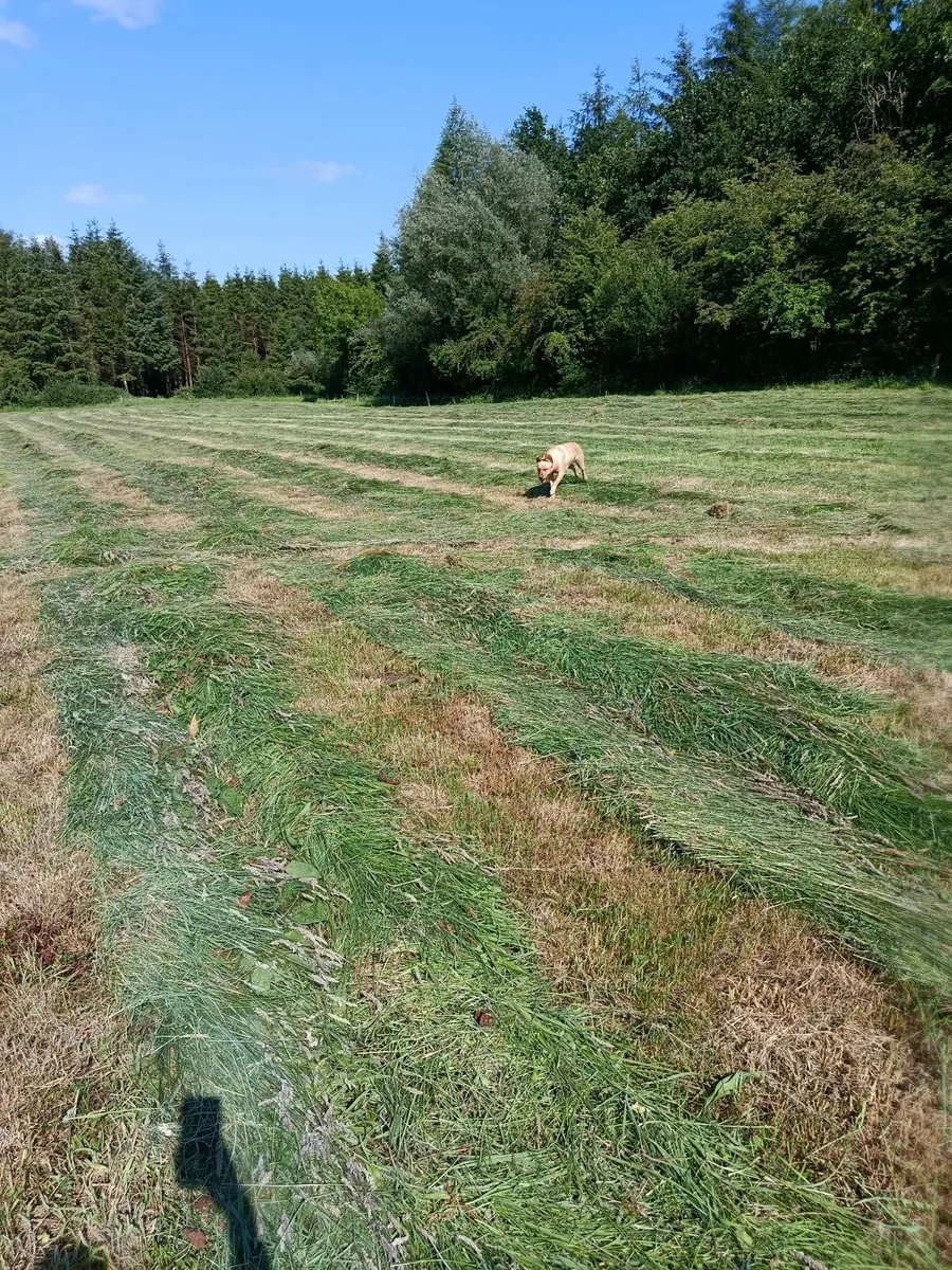 Small Square Hay Bales - Image 3