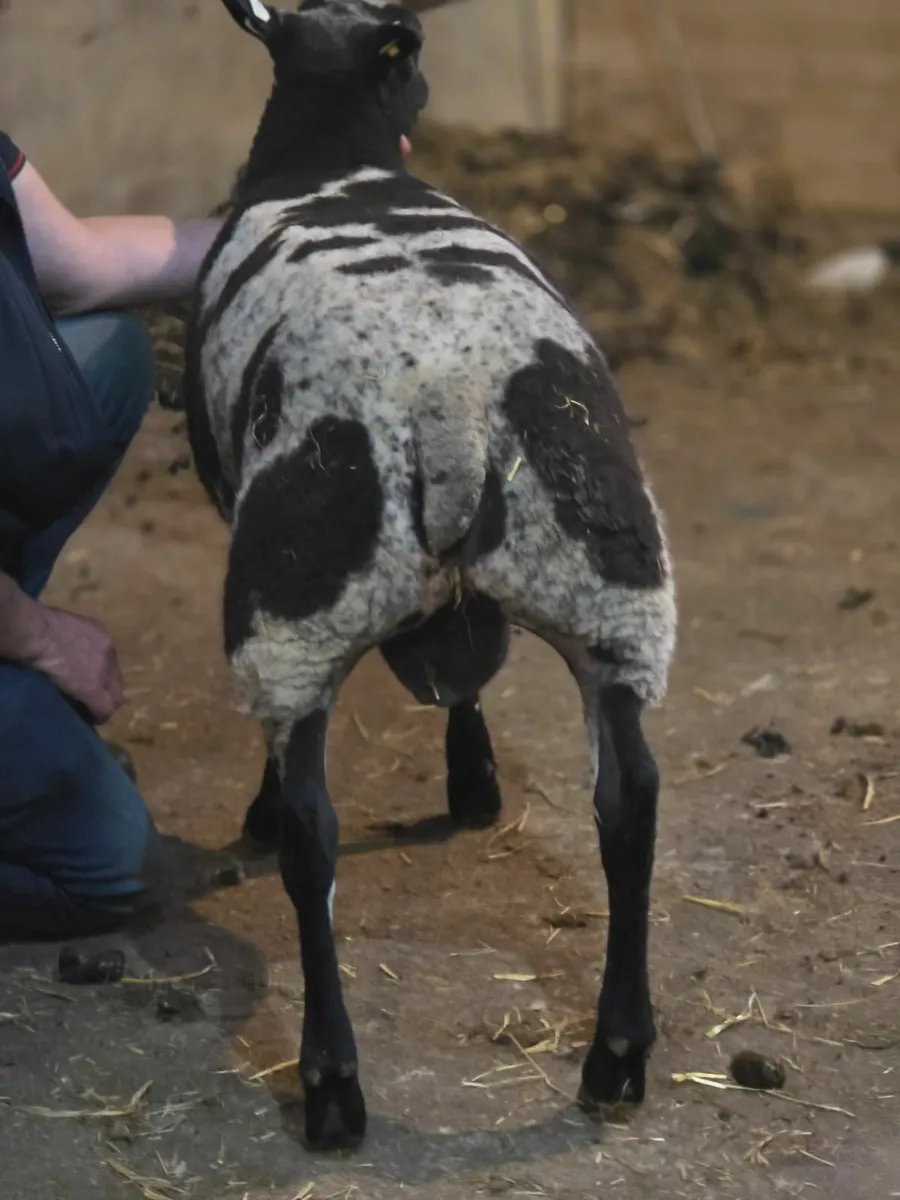 Dutch spotted  tip lamb - Image 2