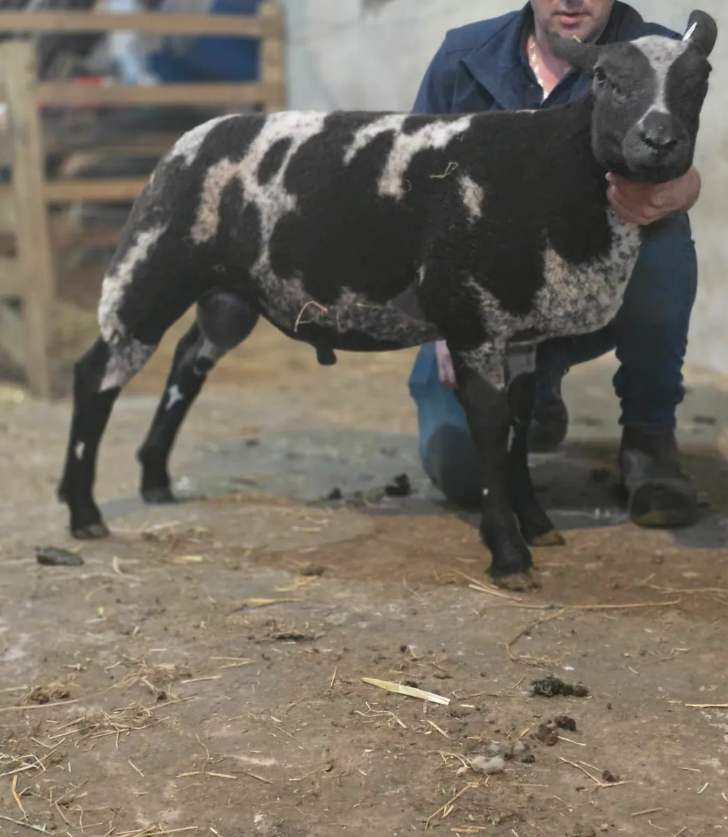 Dutch spotted  tip lamb - Image 3