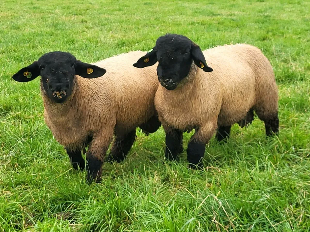 SUFFOLK RAMLAMBS SIS ELIGIBLE - Image 1