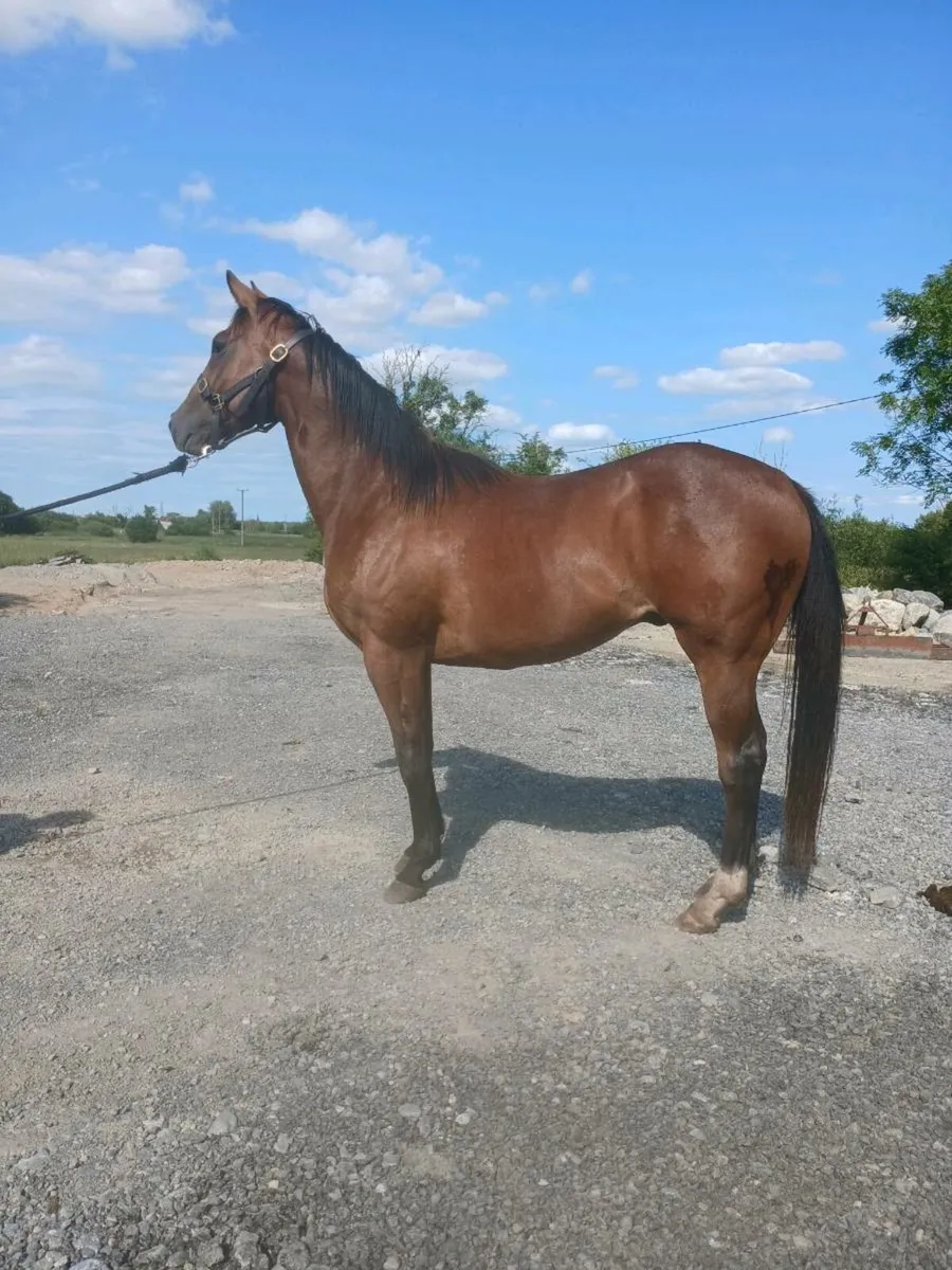 Thoroughbred geldings - Image 1