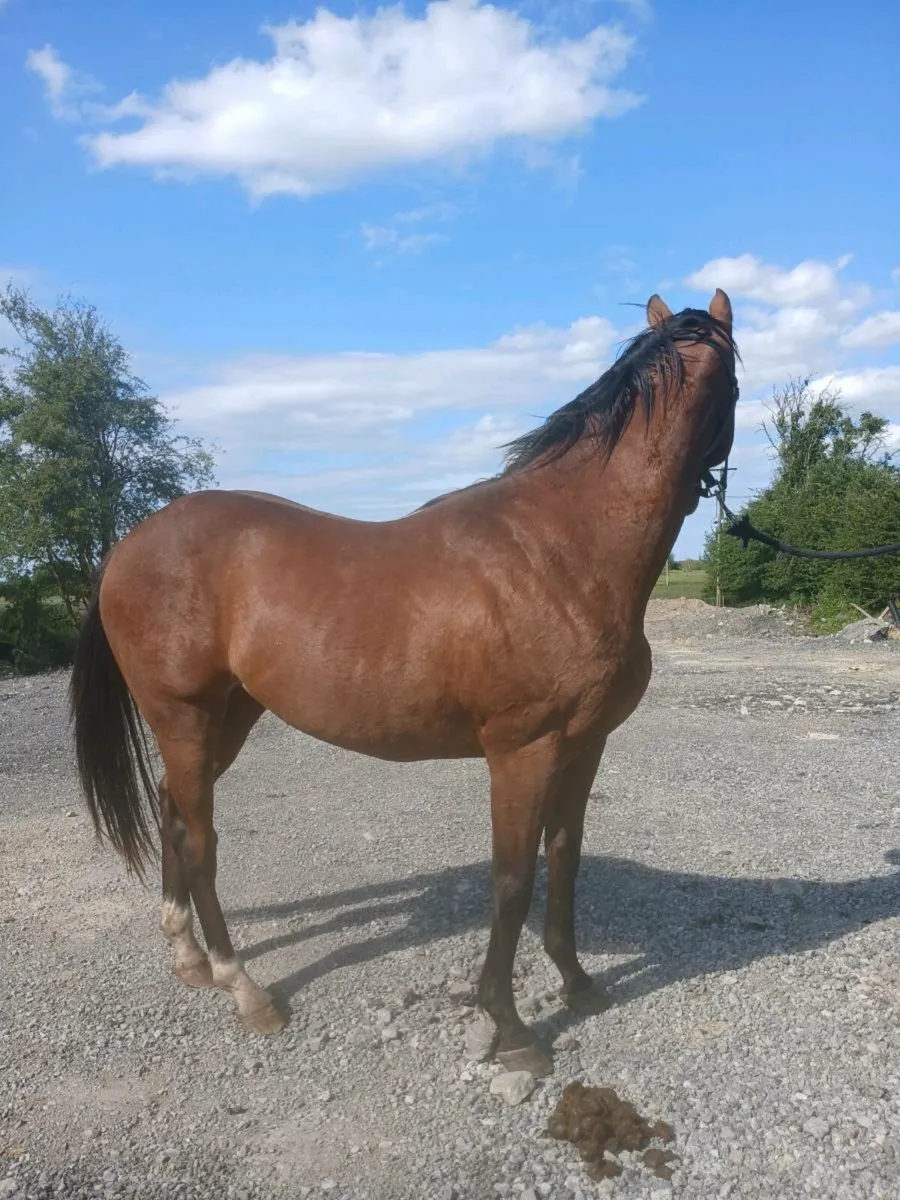 Thoroughbred geldings - Image 2