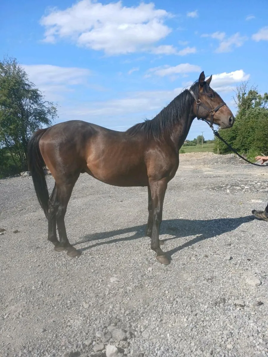 Thoroughbred geldings - Image 3