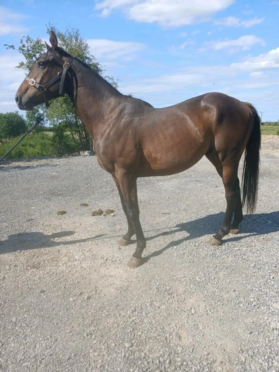 Thoroughbred geldings - Image 4