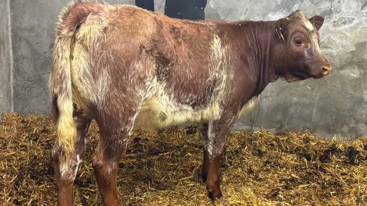 ⭐️ Red Roan Shorthorn Heifer Wealing ⭐️ - Image 4