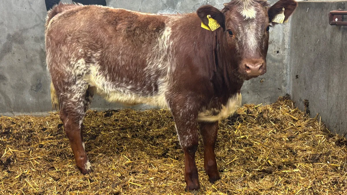 ⭐️ Red Roan Shorthorn Heifer Wealing ⭐️ - Image 1