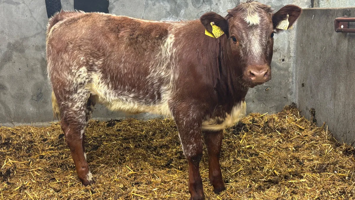 ⭐️ Red Roan Shorthorn Heifer Wealing ⭐️ - Image 3