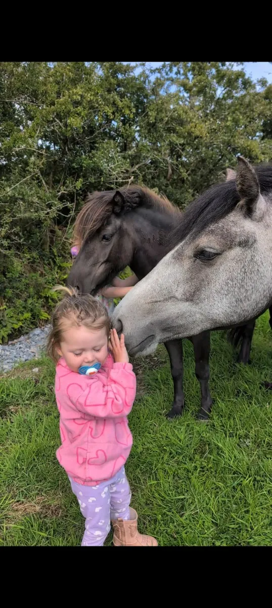 Connemara filly - Image 2