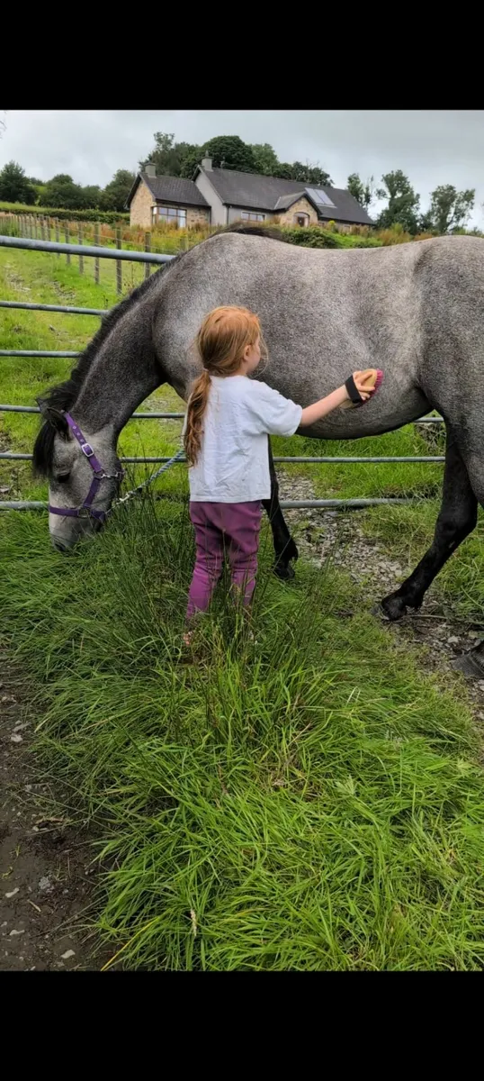 Connemara filly - Image 3