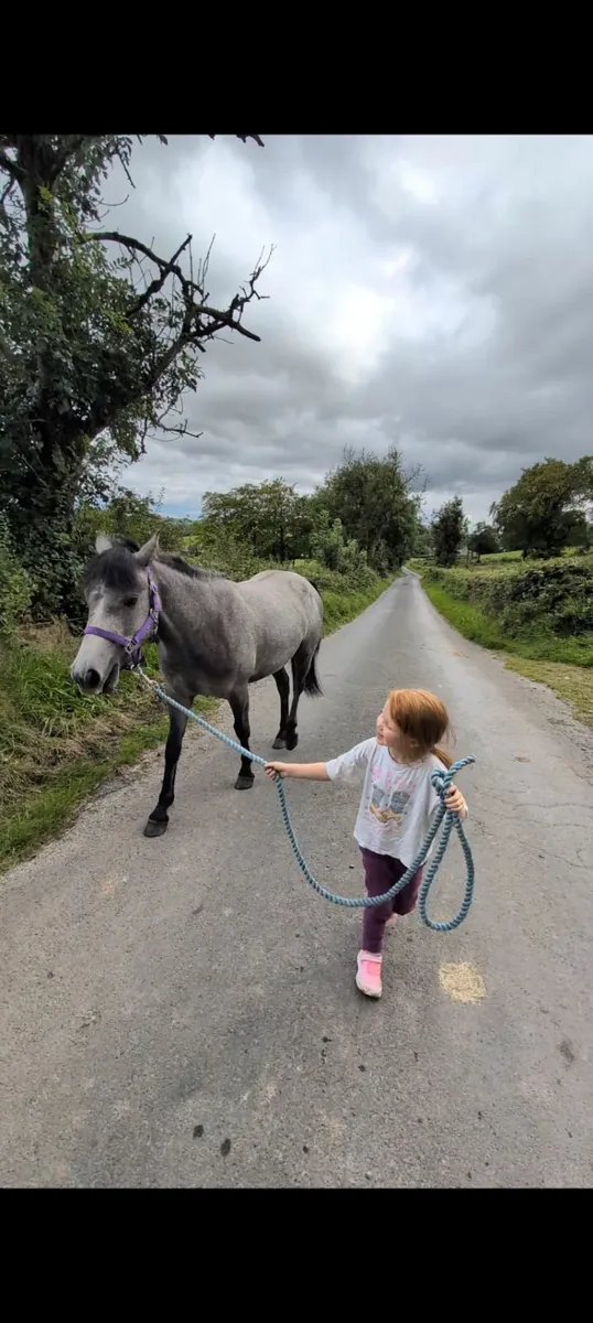 Connemara filly - Image 4