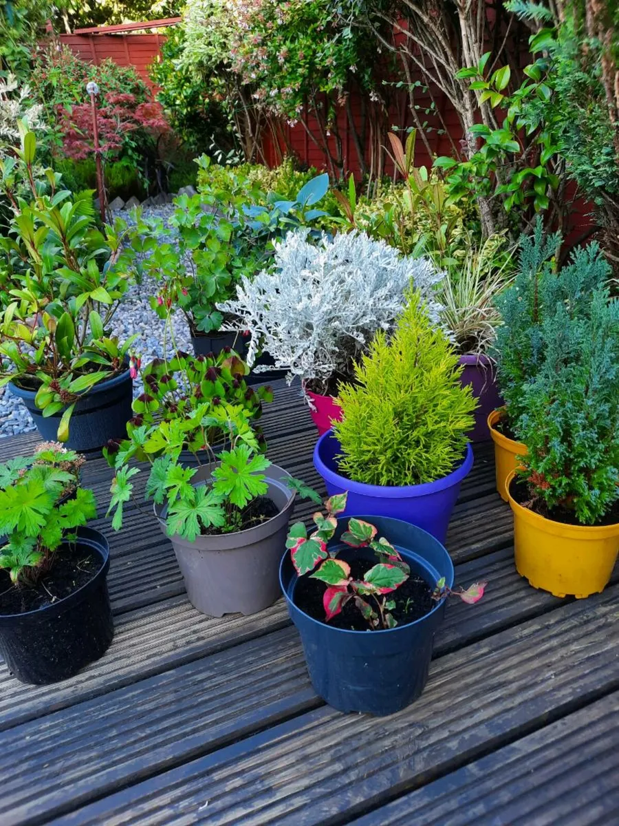 Perrinal shrubs and plants