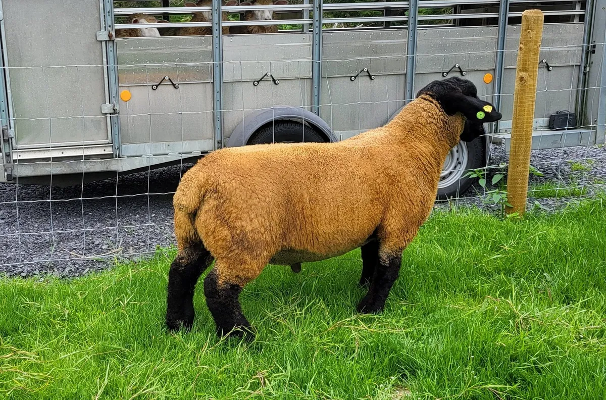 KIRRIEMUIR SUFFOLK RAMS - Image 1