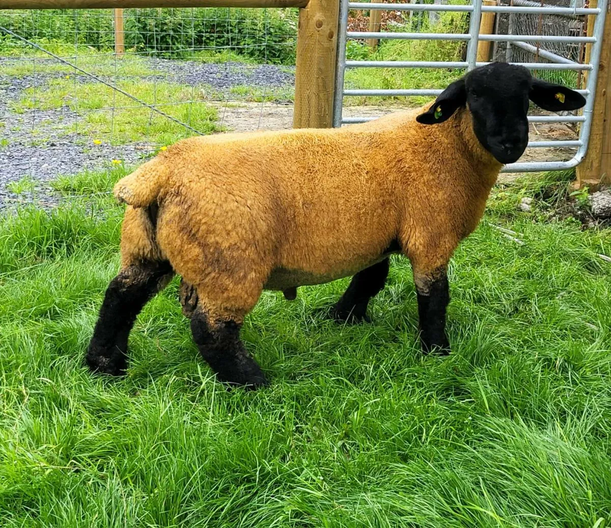 KIRRIEMUIR SUFFOLK RAMS - Image 2