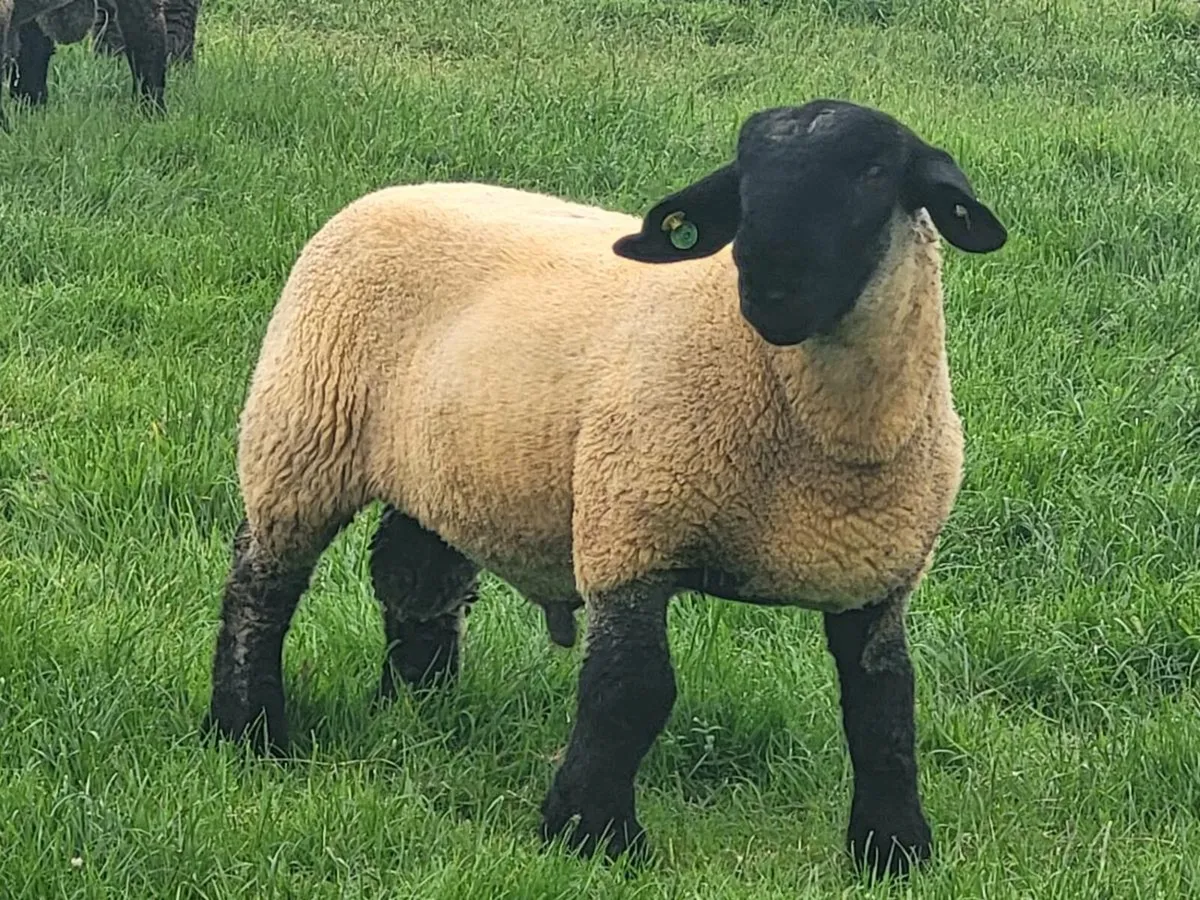 KIRRIEMUIR SUFFOLK RAMS - Image 3