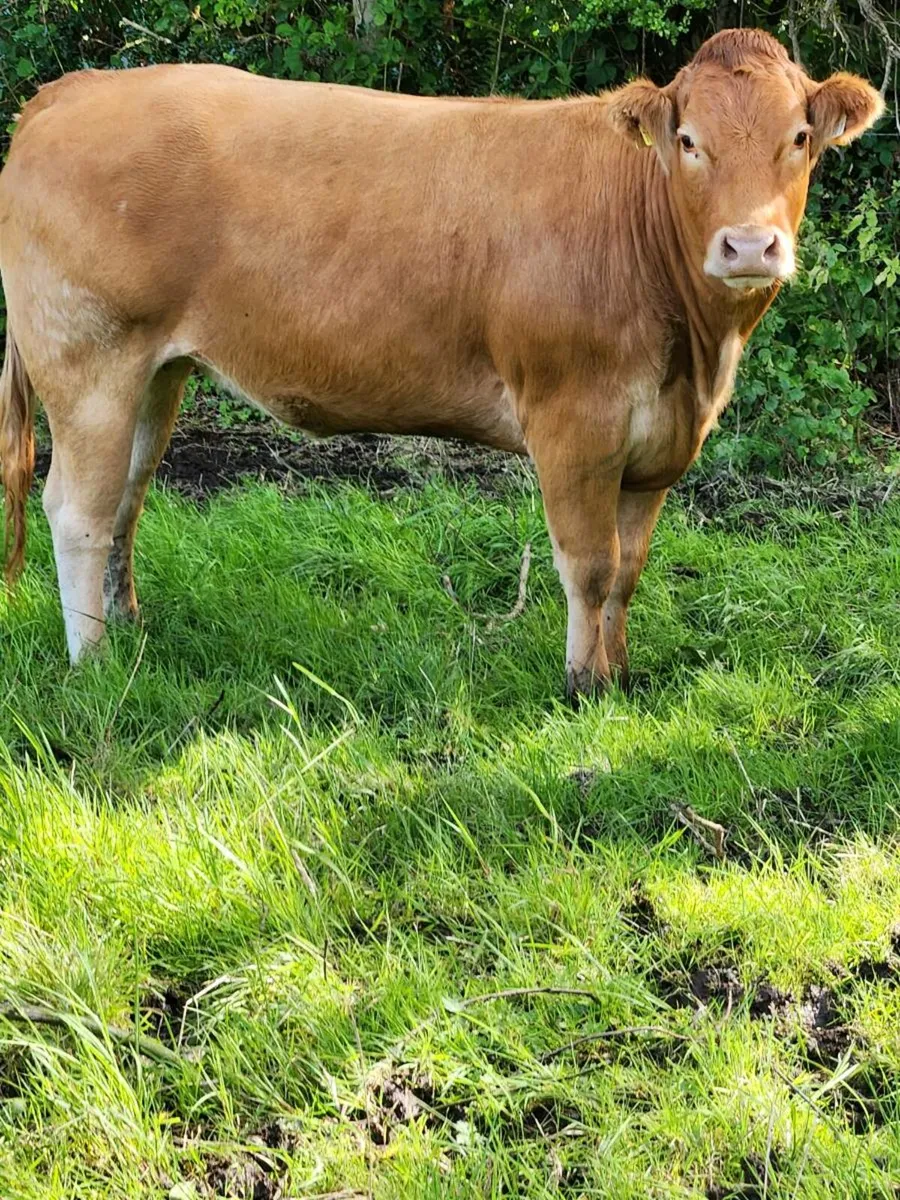 Heifers - Image 1